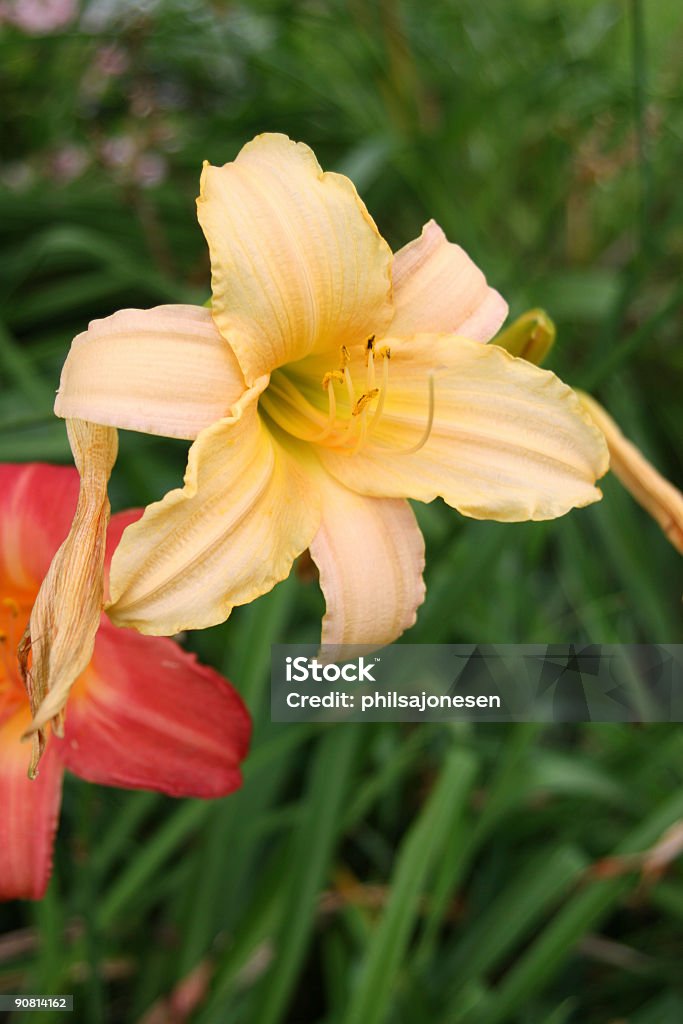 Fleurs jaunes et rouges - Photo de Anatomie libre de droits