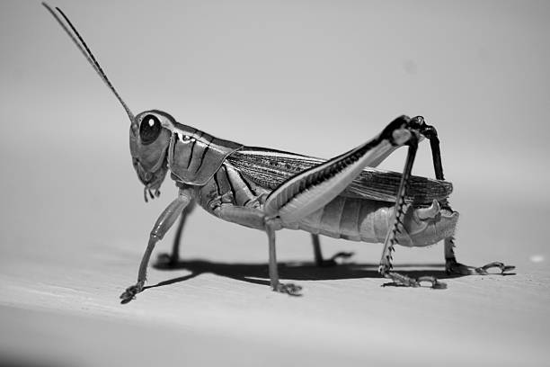 Grasshoper - Photo