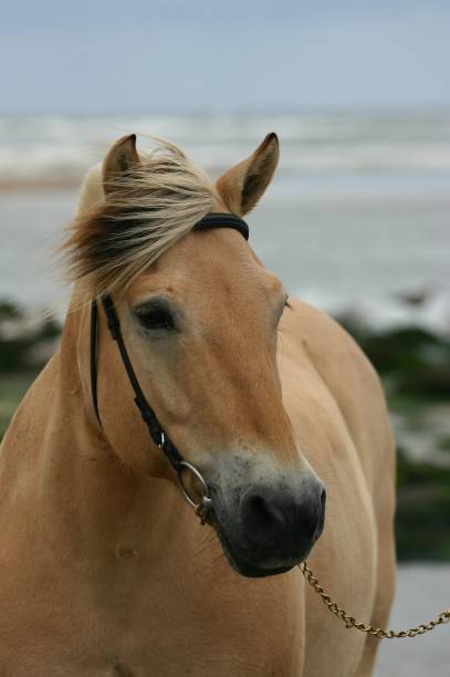 Horses grazing  in a field in winter in Normandy, France