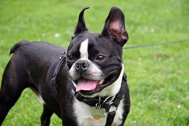 istock French Bulldog in the Park 90814592