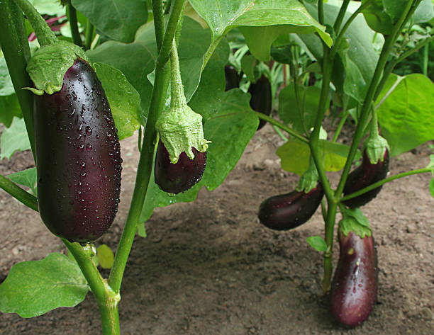 thaï harvest - eggplant vegetable vegetable garden plant photos et images de collection