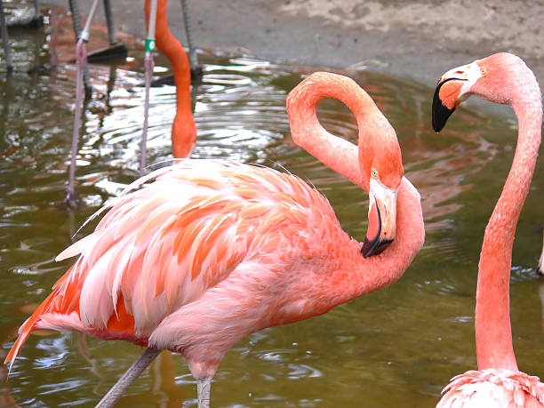 istock Pink Exotic Flamingos 90814762