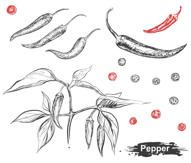ilustrações, clipart, desenhos animados e ícones de ilustração de mão desenhada conjunto de pimenta, capsicum, ramo, folha. esboço. vetor eps 8 - chili pepper