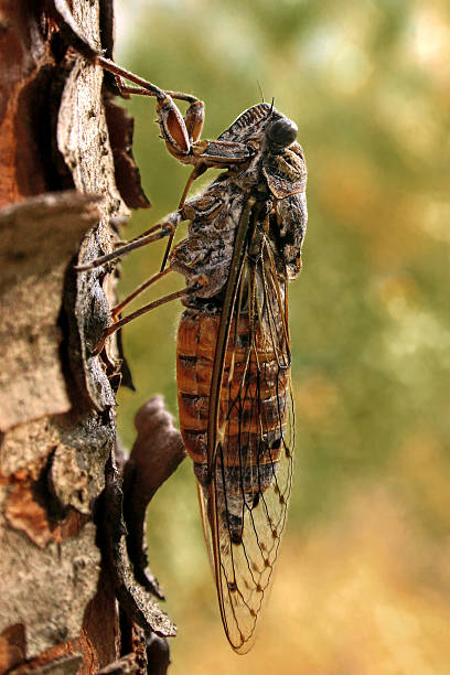 Cicada on a pine stock photo