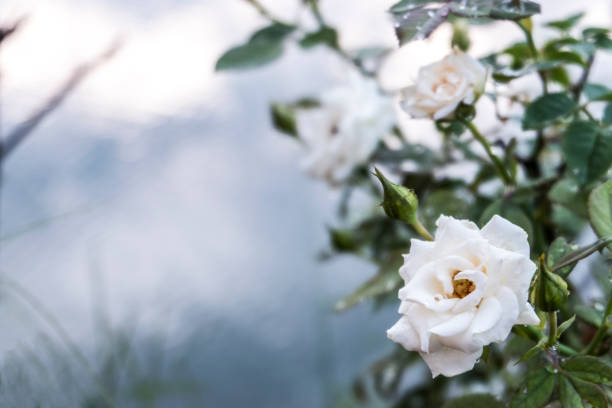 White rose flower with blurred water in lake background