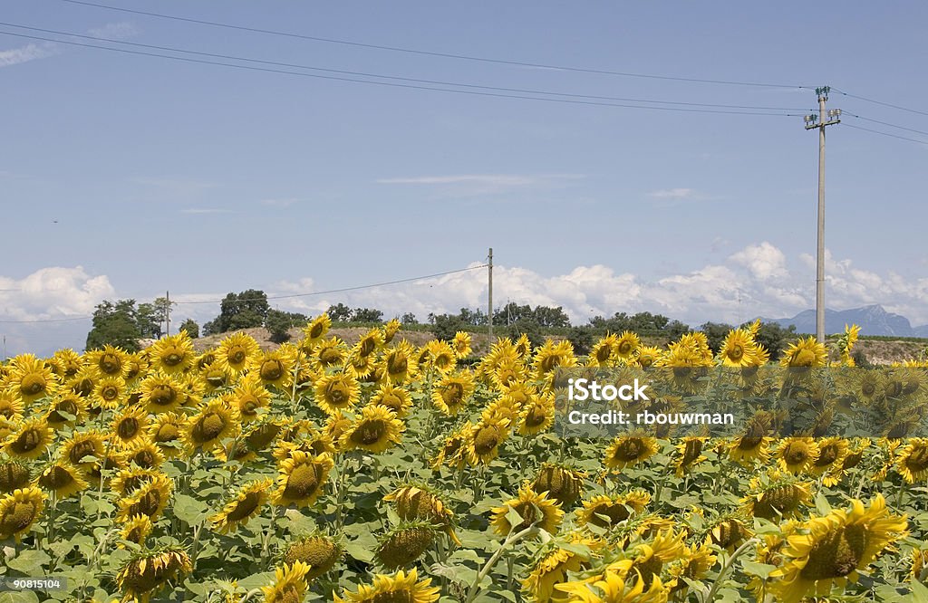 Sonnenblume - Lizenzfrei Blau Stock-Foto