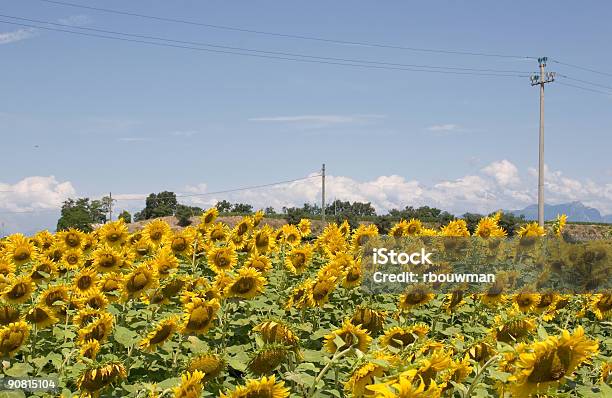 Sonnenblume Stockfoto und mehr Bilder von Blau - Blau, Blume, Blumenbeet