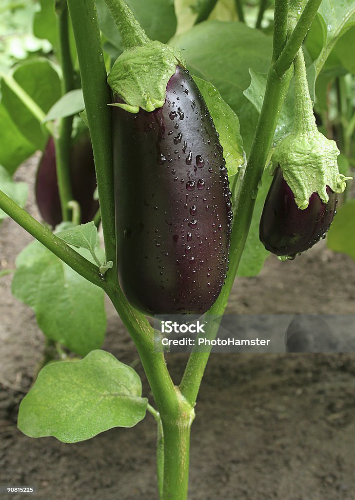 Tres eggplants con gotas - Foto de stock de Berenjena - Vegetal libre de derechos