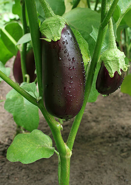 trois thaï avec gouttes - eggplant vegetable vegetable garden plant photos et images de collection