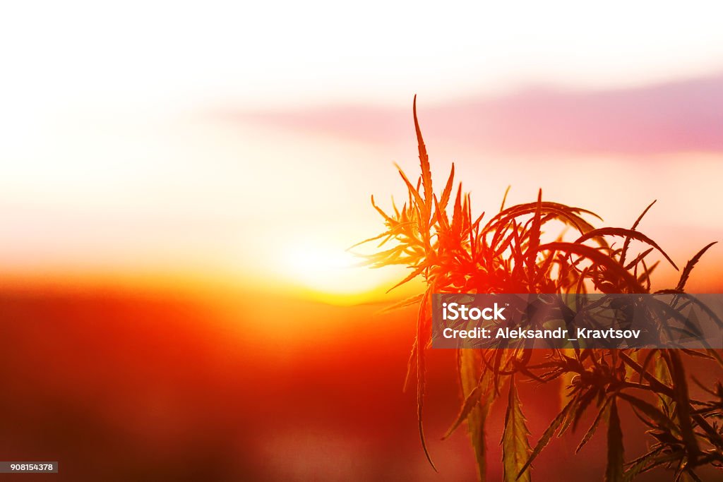 Marijuana in sunshine. Cannabis on the background of Warm shades of the setting sun Agricultural Field Stock Photo