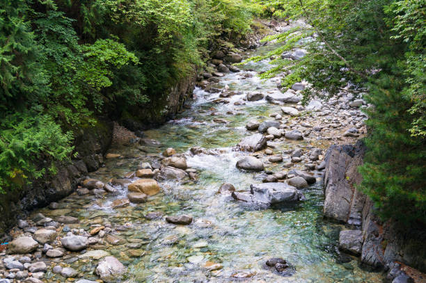 istock Beautiful landscape of shallow clear river in forest 908154474