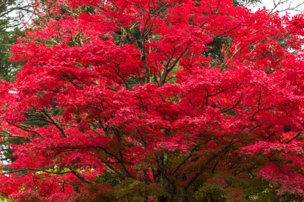 istock Autumn landscape of bright red tree 908154510