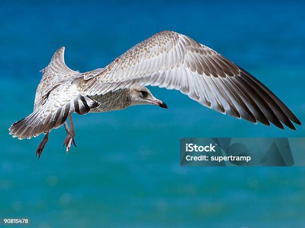 Gabbiano - Fotografie stock e altre immagini di Acqua - Acqua, Ala di animale, Ala spiegata