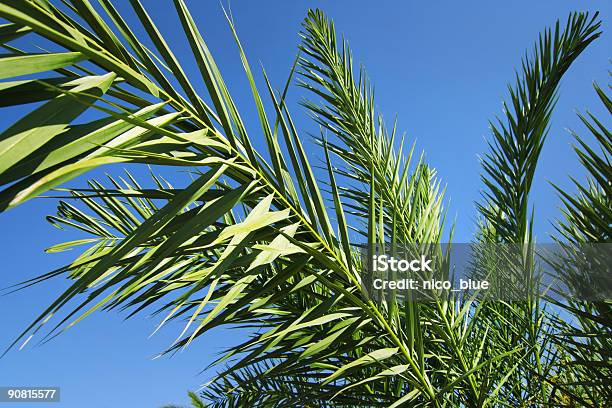 Palmas Das Mãos - Fotografias de stock e mais imagens de Azul - Azul, Biologia, Cor verde