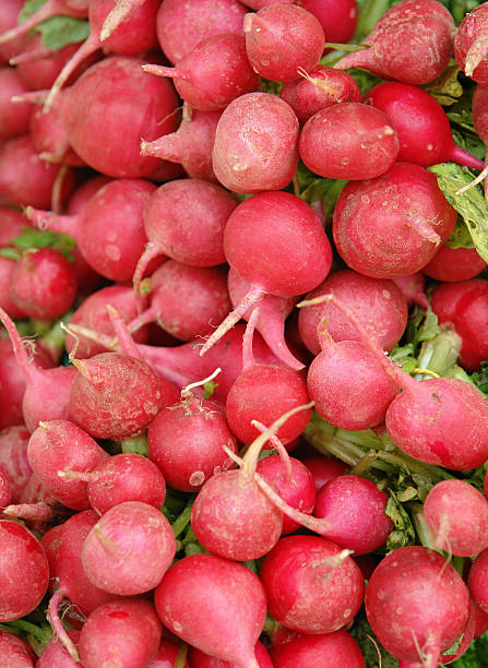 Fresh red organic radishes on white background