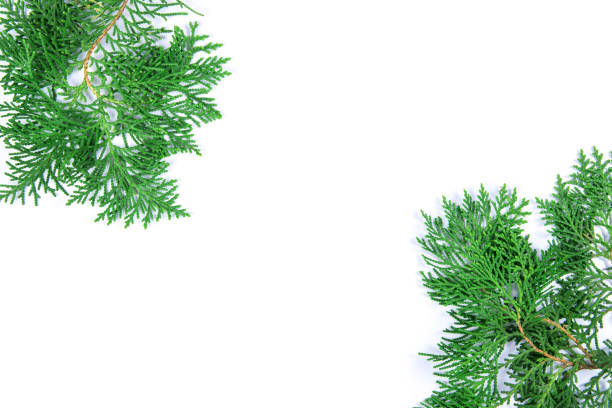 istock fresh green pine leaves , the Oriental Arborvitae, Thuja orientalis (also known as Platycladus orientalis) leaf on white background 908158368