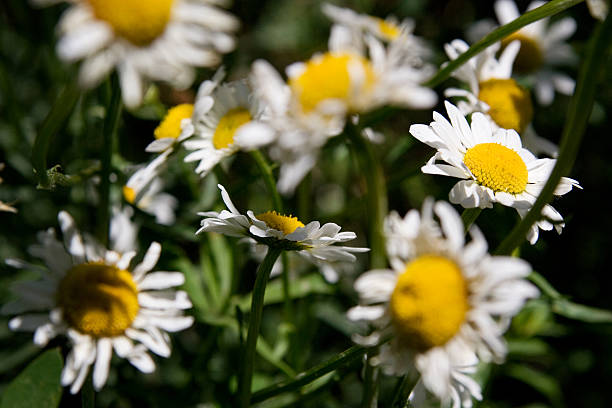 Daisies in a Tangle stock photo