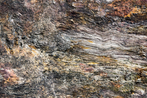 istock old wood become stone fossil 908161152