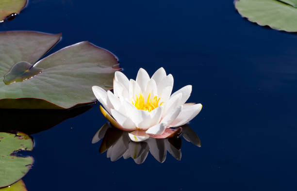 istock Single waterlily reflecting on calm waters 908161774