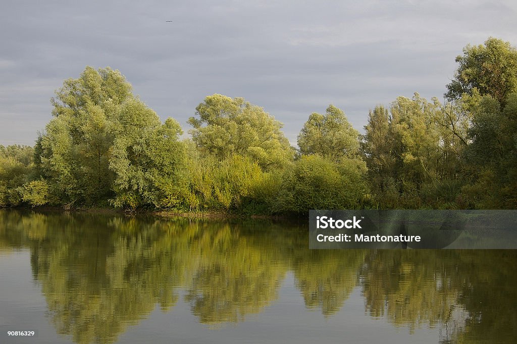 Reflecting Willows in the Millingerwaard  Backgrounds Stock Photo