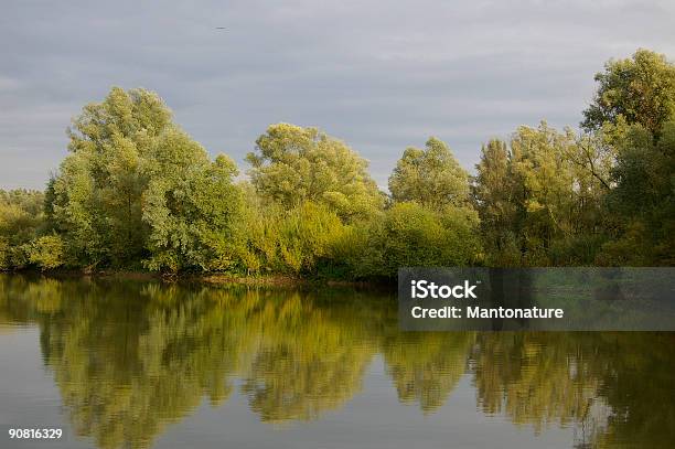 Reflecting Willows In The Millingerwaard Stock Photo - Download Image Now - Backgrounds, Bird, Bush