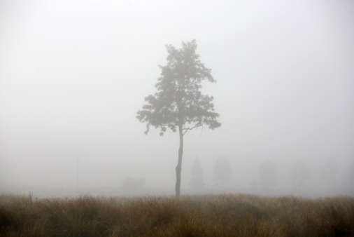 A lonely tree in a foggy field in the morning