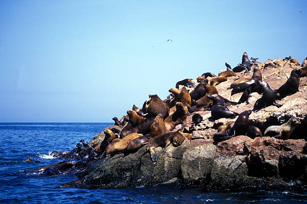 rock seal stock photo