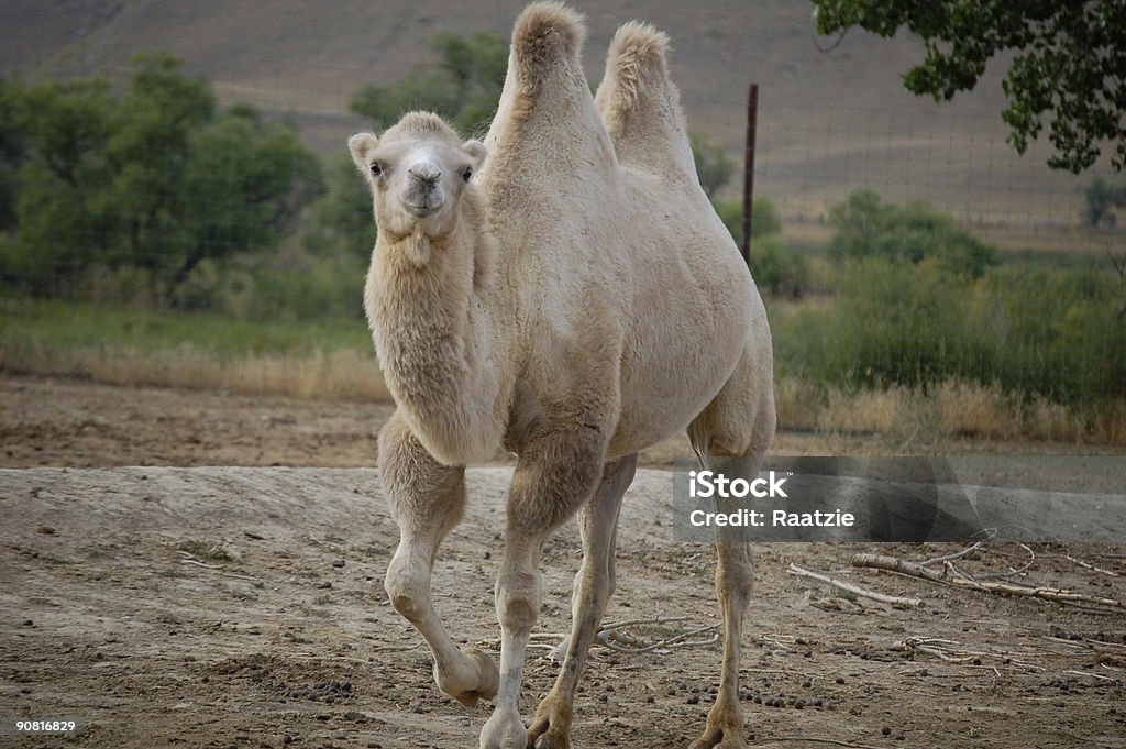 White Camel  Animal Hump Stock Photo