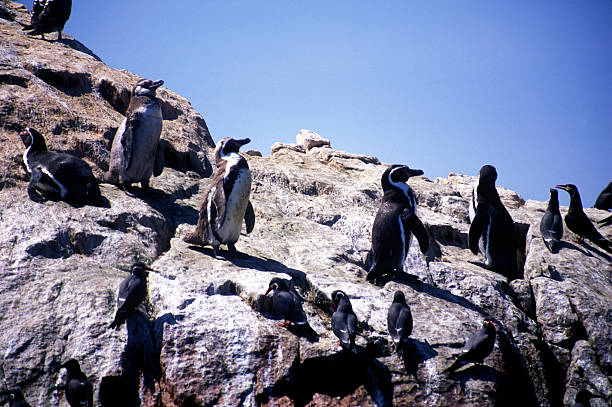 rock penguins 2 stock photo