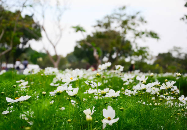 Beautiful white Cosmos flower in the garden