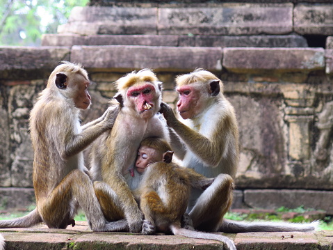 Monkey family together and grooming each other.