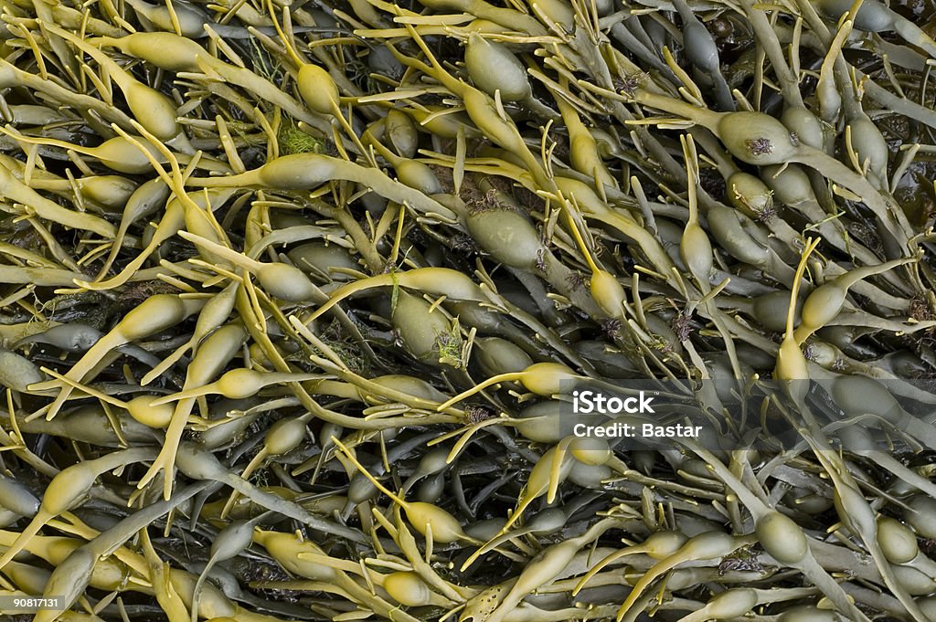 海藻 2 - カラー画像のロイヤリティフリーストックフォト
