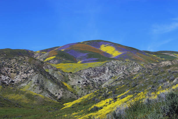 istock superbloom california spring wildflowers 908171438