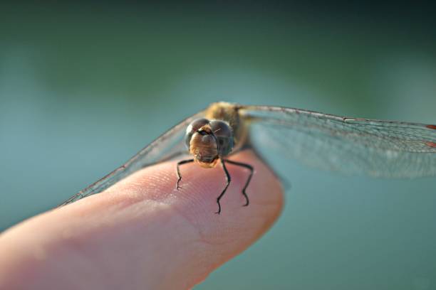 Wildlife/animal/ dragonfly standing at human finger