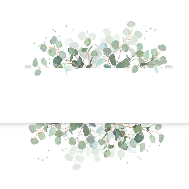 illustrations, cliparts, dessins animés et icônes de bannière conception de mariage eucalyptus vecteur horizontal. - arbre de jade