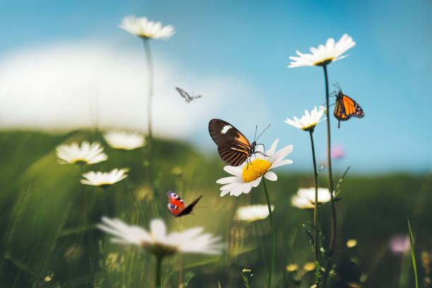 istock Summer Meadow With Butterflies 908174864