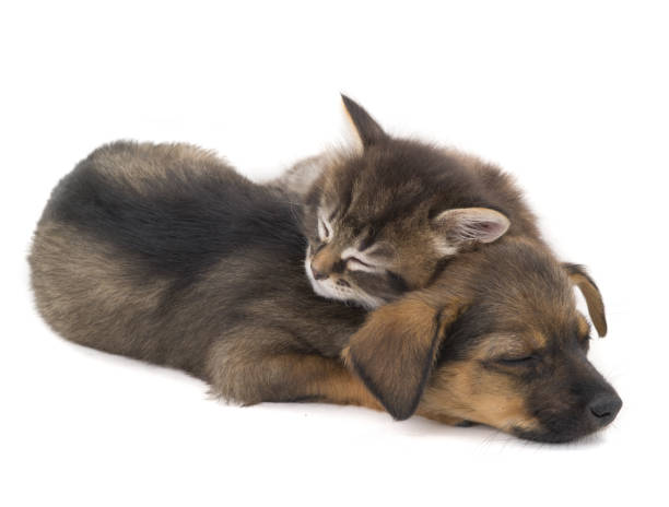 istock sleep kitten and puppy 908175254