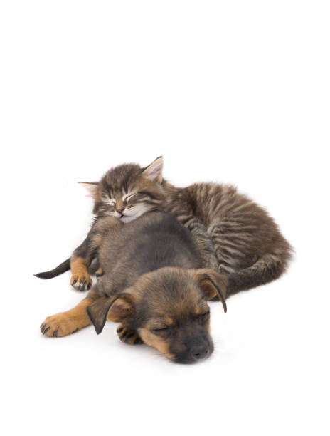 istock sleep kitten and puppy 908175258