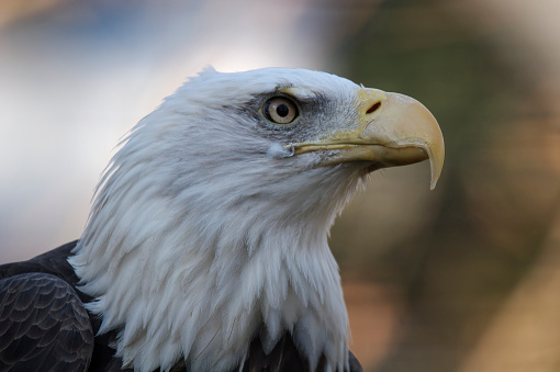 Juvenile Bald Eagle close-up of head.