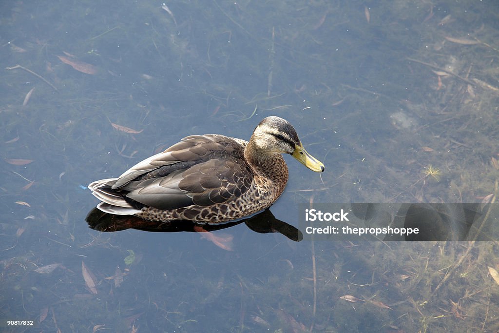 Ente im flachen Wasser - Lizenzfrei Aquatisches Lebewesen Stock-Foto