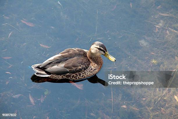 Ente Im Flachen Wasser Stockfoto und mehr Bilder von Aquatisches Lebewesen - Aquatisches Lebewesen, Ente - Wasservogel, Farbbild