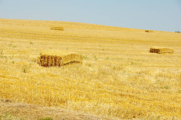 harvest at the cornfield stock photo