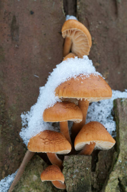 istock Flammulina velutipes mushrooms 908179436