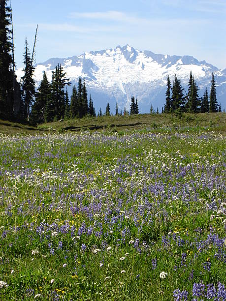 Alpine meadows stock photo