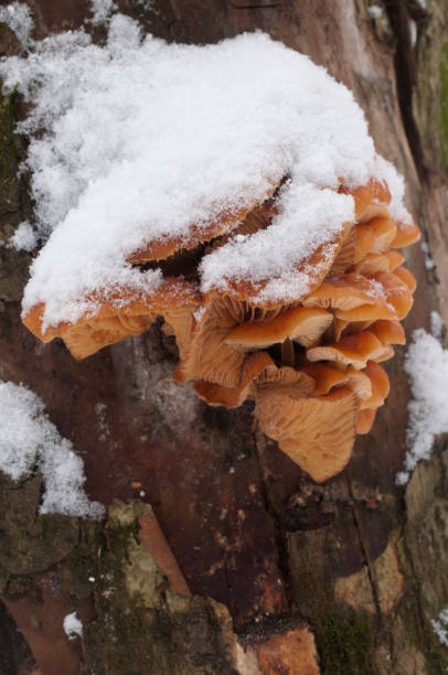 istock Flammulina velutipes mushrooms 908179620