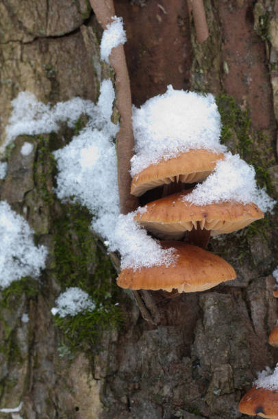 istock Flammulina velutipes mushrooms 908179636