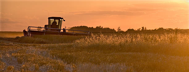 Harvest Time 3 stock photo