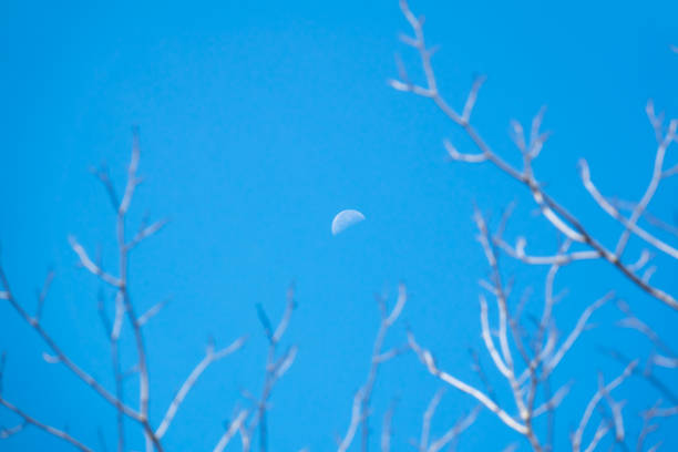 Moon on blue sky and branch of tree