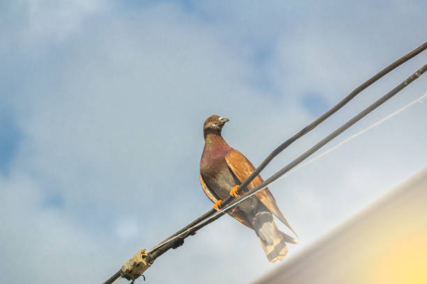 Pigeon on electric cable on sky blue background