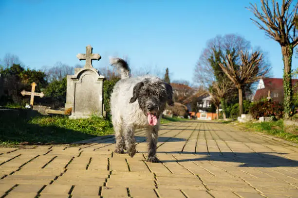 Beautiful dog is trotting on a sunny day towards the camera along a cemetery avenue made of yellow bricks. In a blurry background, there are visible tombstones and naked tree branches. Selective focus.